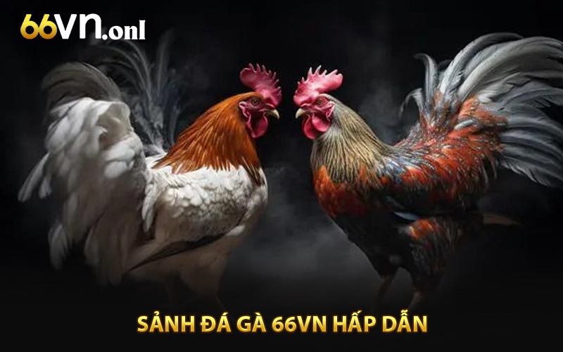 Trải nghiệm địa chỉ đá gà 66VN hấp dãn
