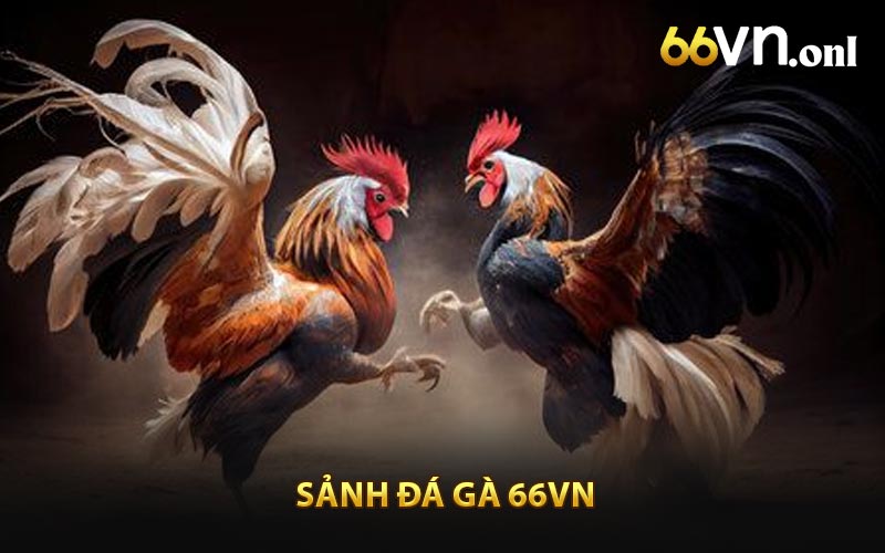 Sảnh đá gà tại 66VN